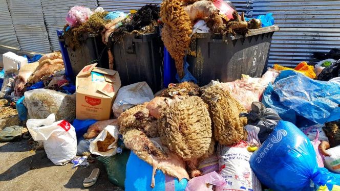 البيضاء: من سيجمع 10 آلاف طن من نفايات عيد الأضحى.. اقرأ التفاصيل